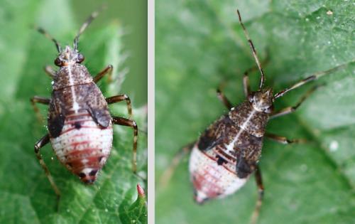 Réf. 324 230 : Deraeocoris flavilinea